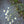 Load image into Gallery viewer, Pyrethrum Daisy
