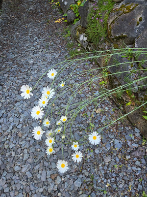 Pyrethrum Daisy