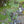 Load image into Gallery viewer, Pyrethrum Daisy
