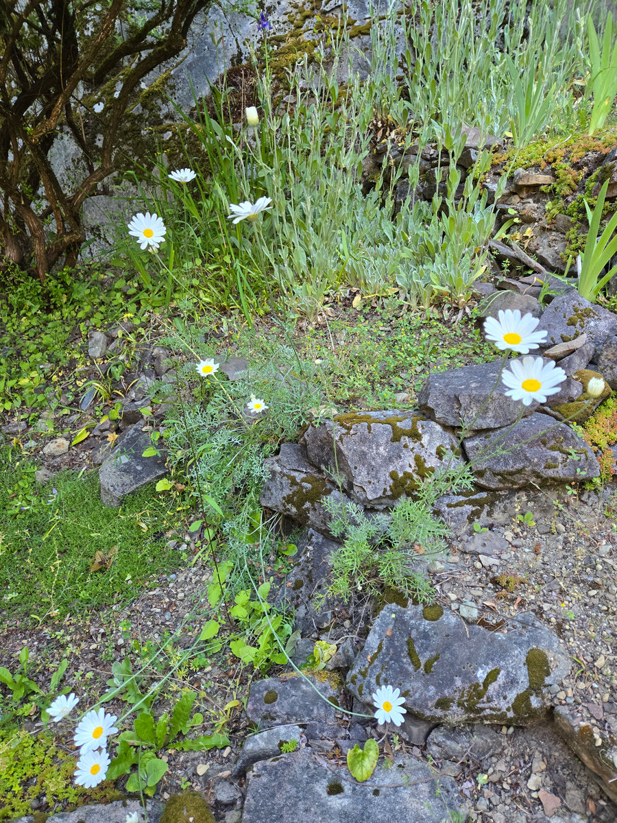 Pyrethrum Daisy