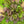 Load image into Gallery viewer, Red Plantain

