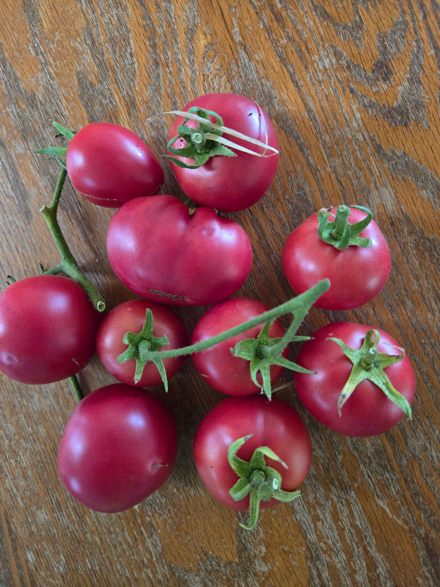 Rosabec Early Bush Tomato