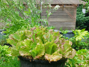 Rossa di Trento Looseleaf Lettuce