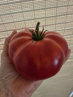 russian rose tomato seeds Russian Prince George Beefsteak Tomato – Eagleridge Seeds