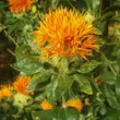 Load image into Gallery viewer, Corrales Azafran Safflower
