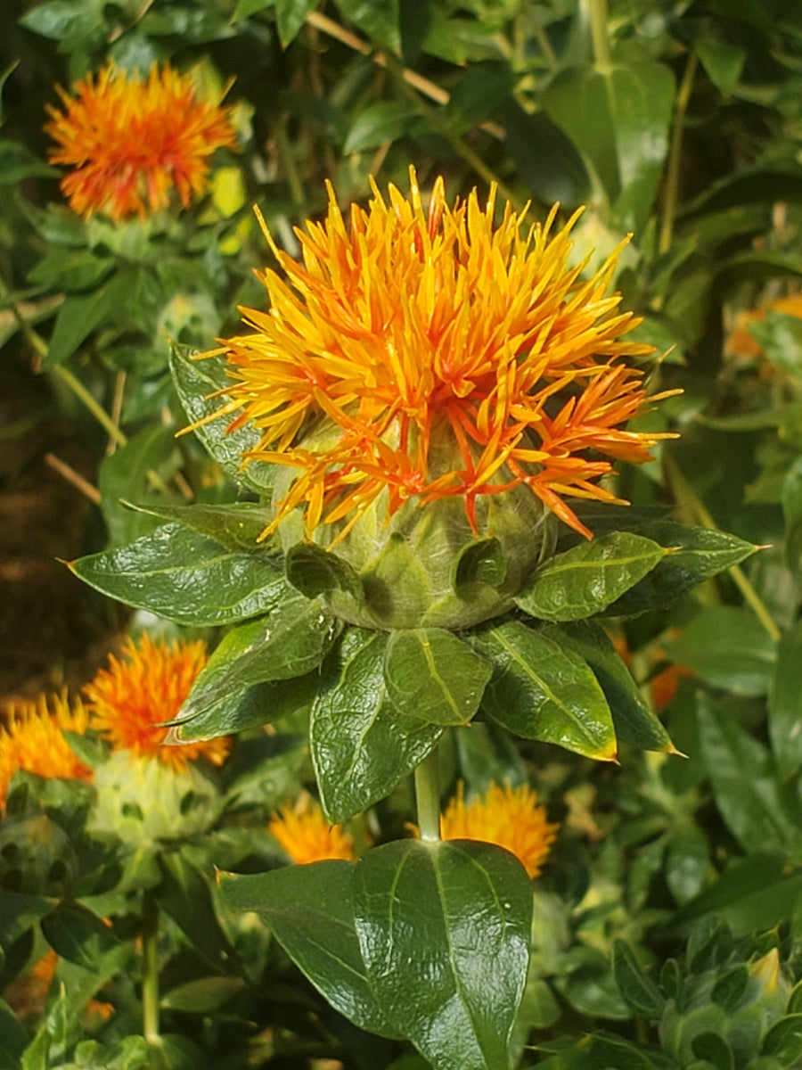 Corrales Azafran Safflower