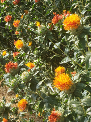 Corrales Azafran Safflower