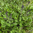 Load image into Gallery viewer, Salvia Verbenacea
