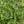 Load image into Gallery viewer, Salvia Verbenacea

