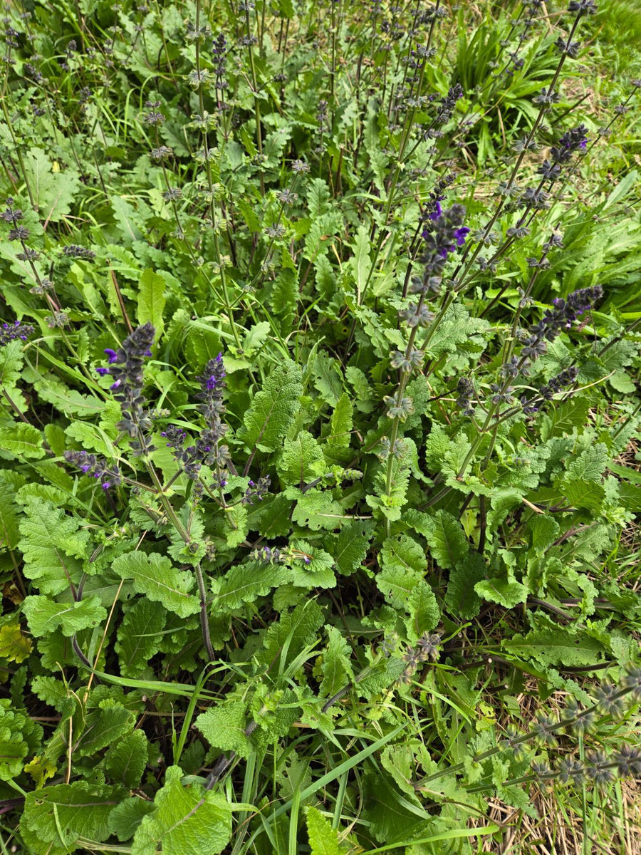 Salvia Verbenacea