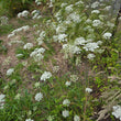 Load image into Gallery viewer, Burnet Saxifraga
