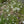 Load image into Gallery viewer, Burnet Saxifraga

