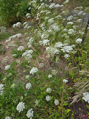 Burnet Saxifraga