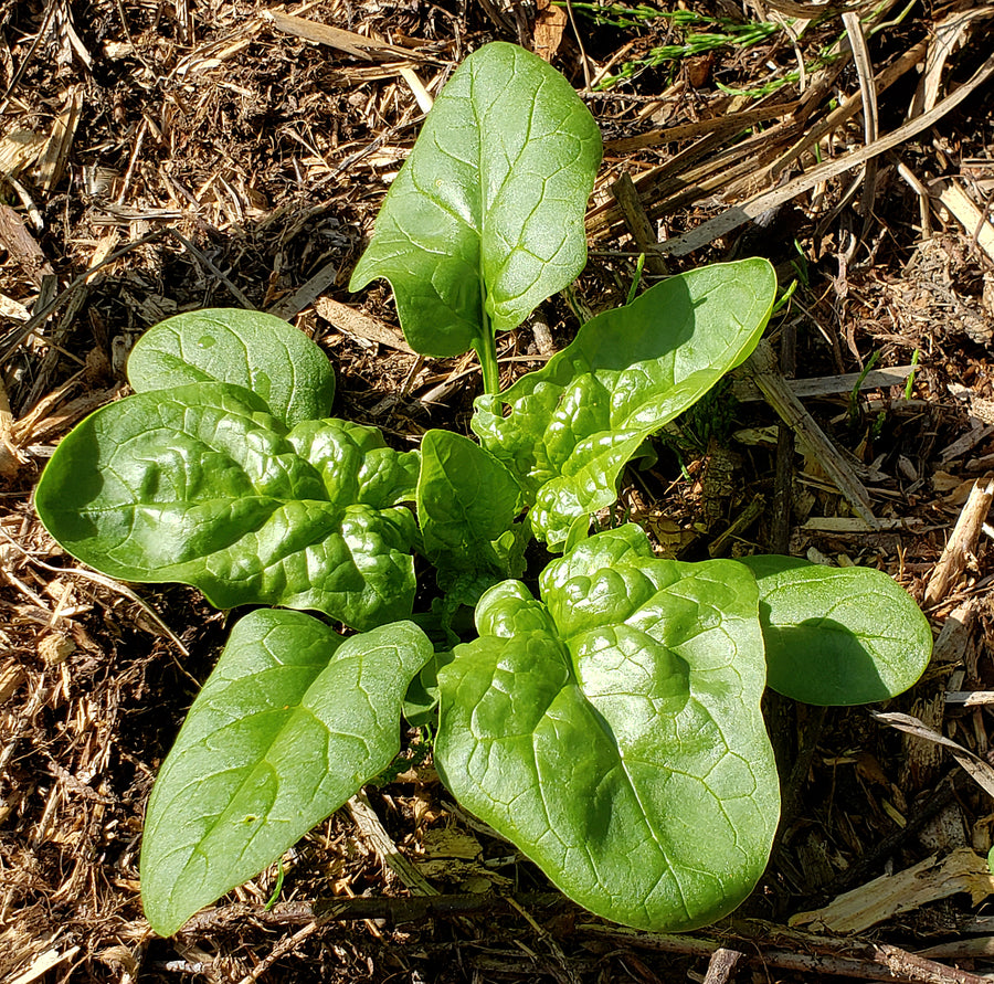 Sluis en Groot American Long Standing Spinach