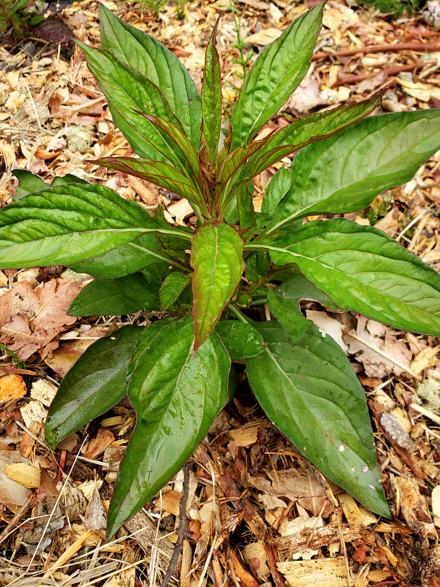 Ornamental Edible Celosia ‘Sokoyokoto’ DF
