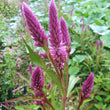 Load image into Gallery viewer, Ornamental Edible Celosia ‘Sokoyokoto’ DF
