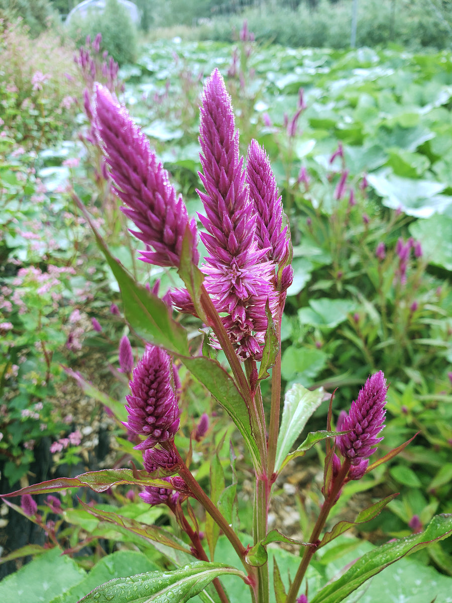 Ornamental Edible Celosia ‘Sokoyokoto’ DF