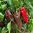 Load image into Gallery viewer, Spanish Mammoth Sweet Pepper
