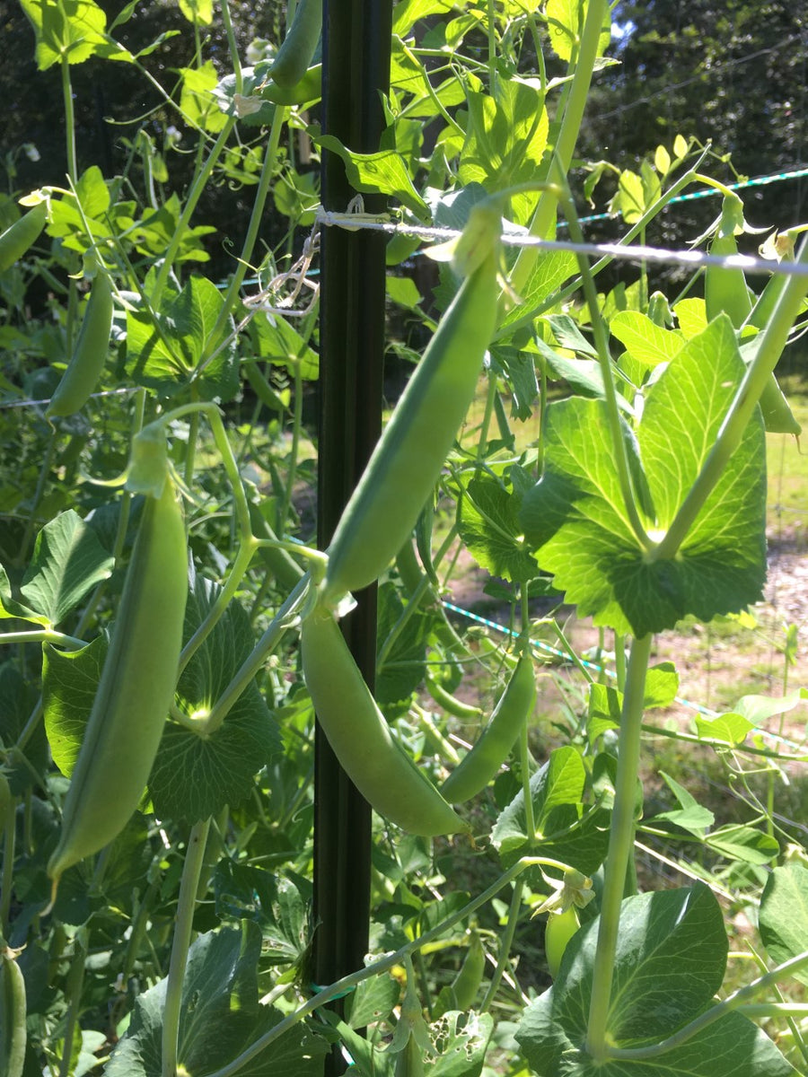 Sugar Snap Crisp Pea