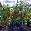 Load image into Gallery viewer, Sweet Cayenne Pepper
