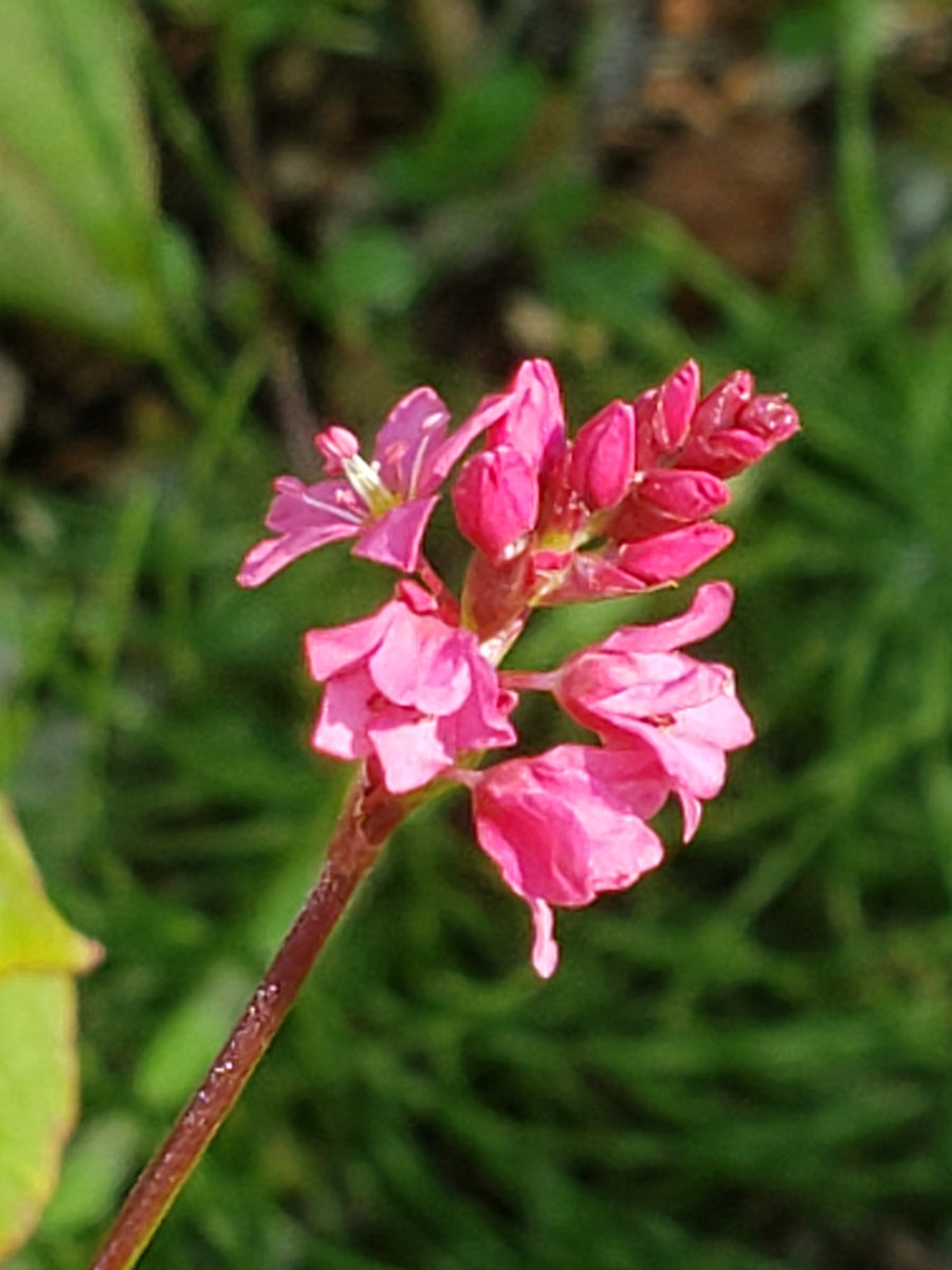 Takane Ruby Buckwheat