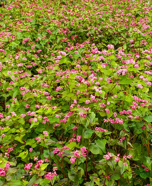 Takane Ruby Buckwheat