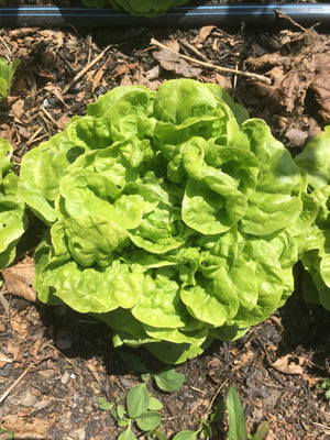 Three Heart Lettuce