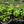 Load image into Gallery viewer, Tulsi Basil
