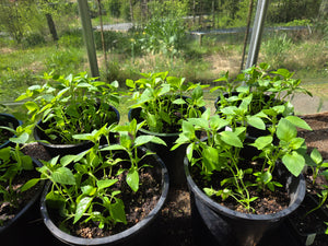 Tulsi Basil