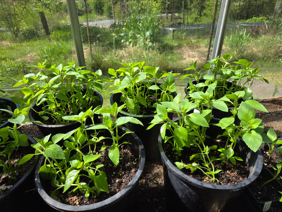 Tulsi Basil