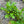 Load image into Gallery viewer, Turkish Rocket Arugula
