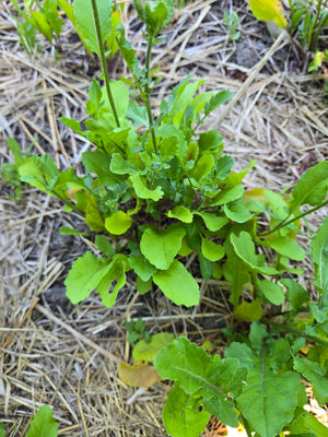 Turkish Rocket Arugula