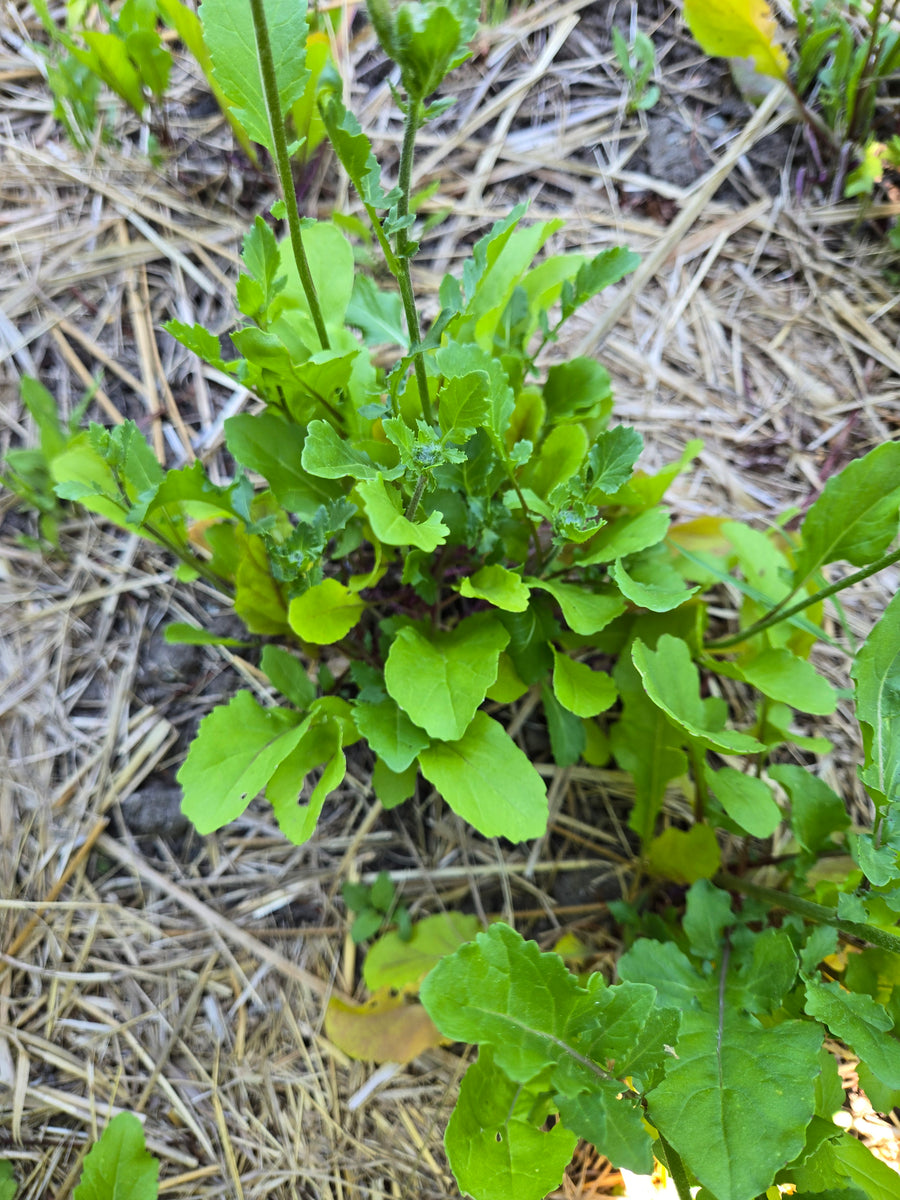 Turkish Rocket Arugula