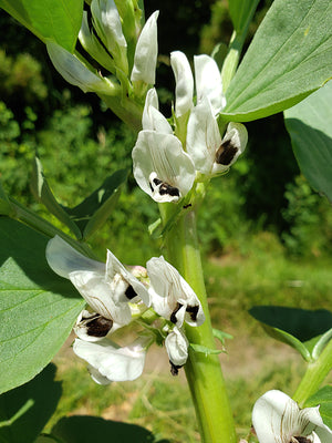 Vespa Fava Bean