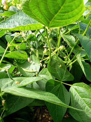 Whipple - Dry Bean - DF