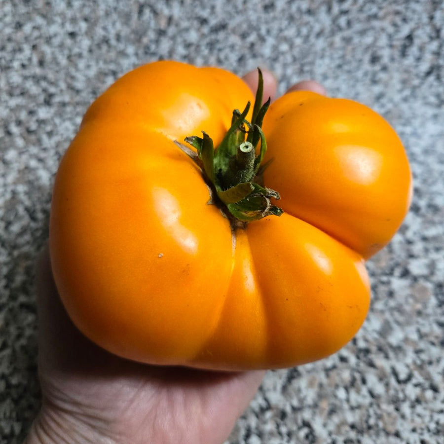 Yellow Brandywine - Beefsteak Tomato