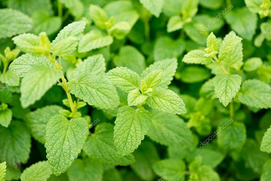 melissa plant seeds Lemon Balm – Eagleridge Seeds