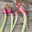 Load image into Gallery viewer, Red Beard Japanese Bunching Onion (Allium fistulosum)
