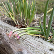 Load image into Gallery viewer, Red Beard Japanese Bunching Onion (Allium fistulosum)
