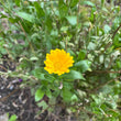 Load image into Gallery viewer, Resina Calendula (pot marigold)
