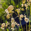 Load image into Gallery viewer, Stridolo (Silene vulgaris)
