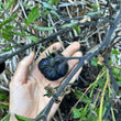 Load image into Gallery viewer, Black Beauty Tomato
