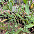 Load image into Gallery viewer, Stridolo (Silene vulgaris)
