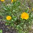 Load image into Gallery viewer, Resina Calendula (pot marigold)
