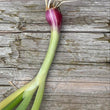 Load image into Gallery viewer, Red Beard Japanese Bunching Onion (Allium fistulosum)
