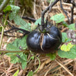 Load image into Gallery viewer, Black Beauty Tomato
