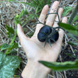 Load image into Gallery viewer, Black Beauty Tomato
