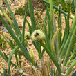 Load image into Gallery viewer, Red Beard Japanese Bunching Onion (Allium fistulosum)
