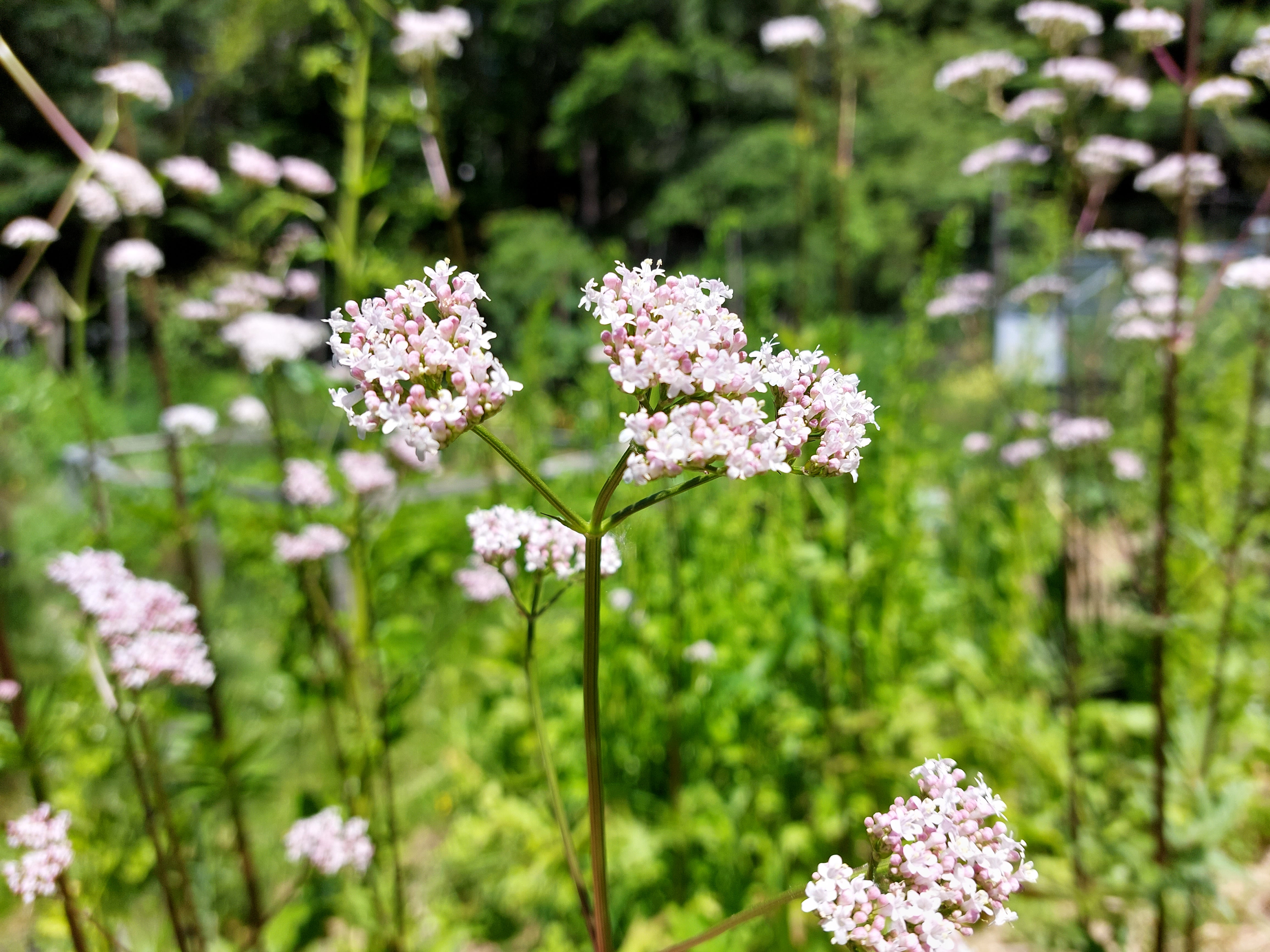 Valerian – Eagleridge Seeds