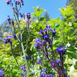Load image into Gallery viewer, Anchusa azurea
